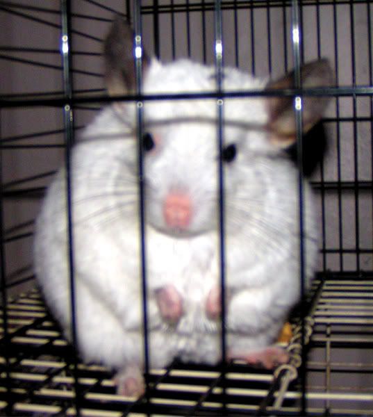 chinchilla fat