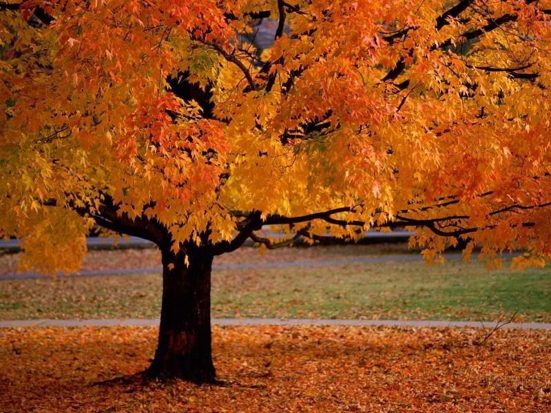 Fall Leaves Pictures, Images and Photos