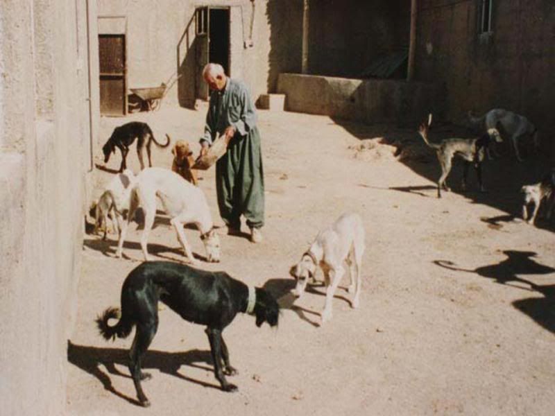 iraniankurdishsaluki.jpg