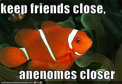 funny-pictures-clownfish-anenome-en.jpg