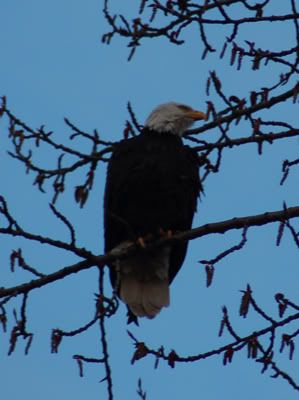 Bald Eagle by Kits Point 3