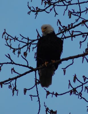 Bald Eagle by Kits Point 2