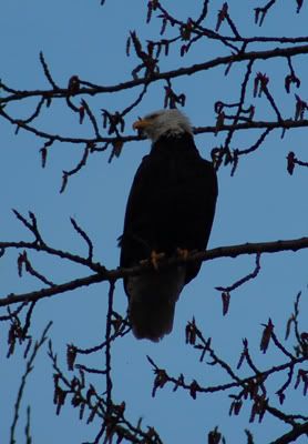 Bald Eagle by Kits Point 1