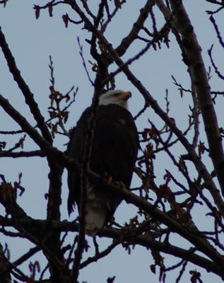 Bald Eagle by Kits Point 4