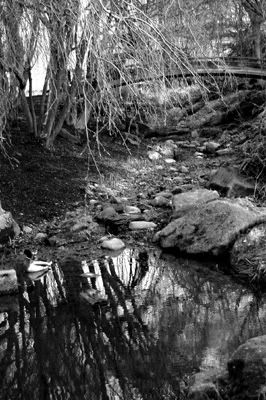 Tranquil Pond (black &amp; white)