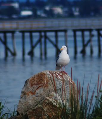 White Rock Seagull