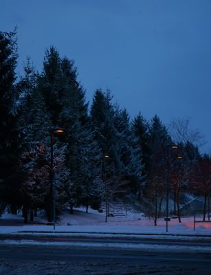 Snow on Joyce Street Trees