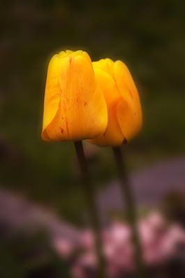 Twin Yellow Tulips