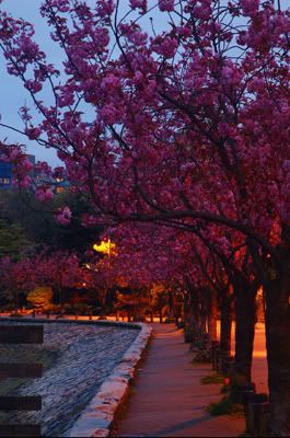 Cherry Blossoms at Twilight