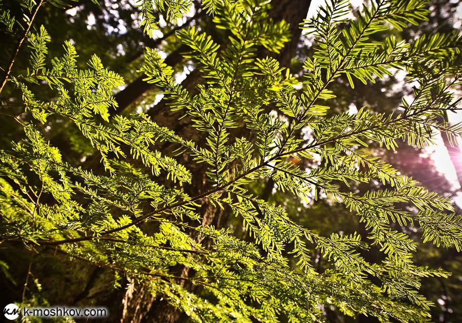 Там, на неведомых дорожках... Канадские зарисовки, ч.4 Vancouver,Richmond,Canada,Lynn Canyon,Capilano,Cypress Mountain Viewpoint