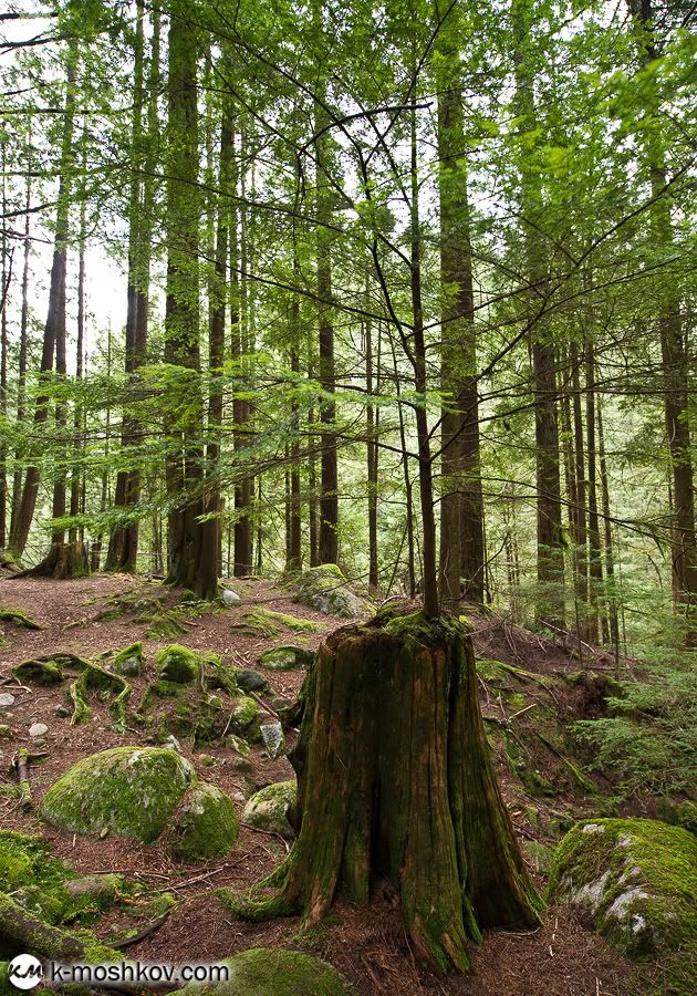 Там, на неведомых дорожках... Канадские зарисовки, ч.4 Vancouver,Richmond,Canada,Lynn Canyon,Capilano,Cypress Mountain Viewpoint