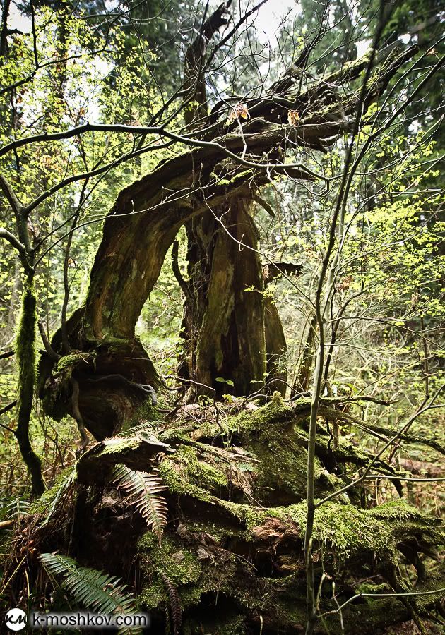 Там, на неведомых дорожках... Канадские зарисовки, ч.4 Vancouver,Richmond,Canada,Lynn Canyon,Capilano,Cypress Mountain Viewpoint