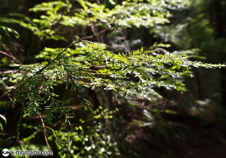 Там, на неведомых дорожках... Канадские зарисовки, ч.4 Vancouver,Richmond,Canada,Lynn Canyon,Capilano,Cypress Mountain Viewpoint