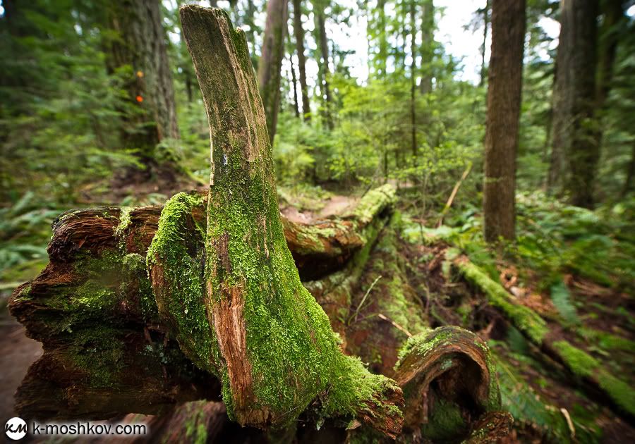 Там, на неведомых дорожках... Канадские зарисовки, ч.4 Vancouver,Richmond,Canada,Lynn Canyon,Capilano,Cypress Mountain Viewpoint