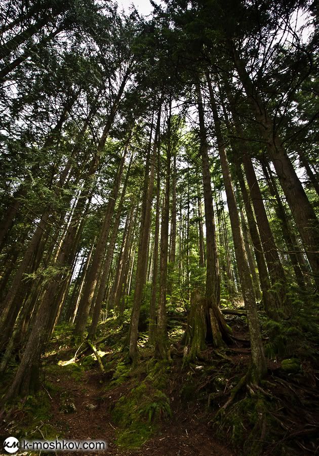 Там, на неведомых дорожках... Канадские зарисовки, ч.4 Vancouver,Richmond,Canada,Lynn Canyon,Capilano,Cypress Mountain Viewpoint