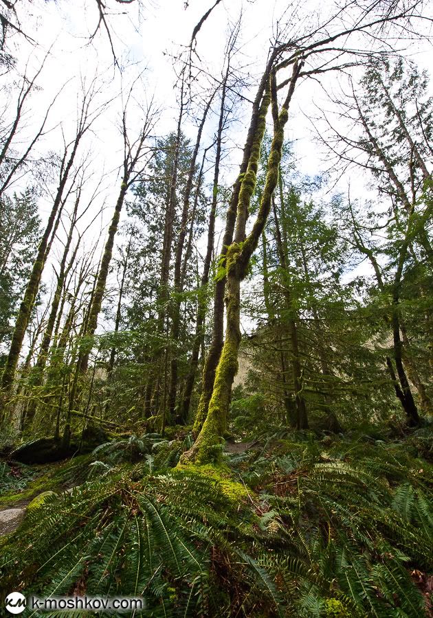 Там, на неведомых дорожках... Канадские зарисовки, ч.4 Vancouver,Richmond,Canada,Lynn Canyon,Capilano,Cypress Mountain Viewpoint