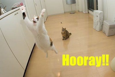 ALL HAIL The mods, community liaisons etc.