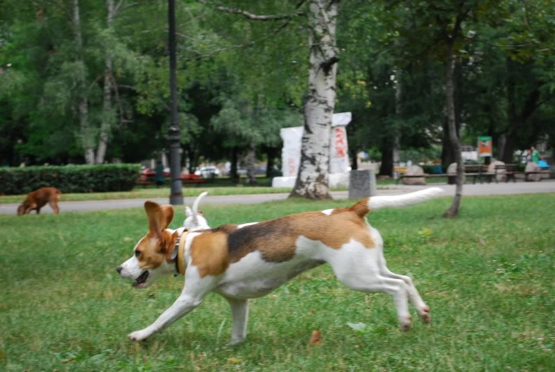 Качена снимка