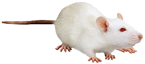 albino rat photo: Albino Rat Juniors_Ratte.gif