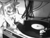 http://i136.photobucket.com/albums/q167/LuigiValentino/Cats/catdj.gif