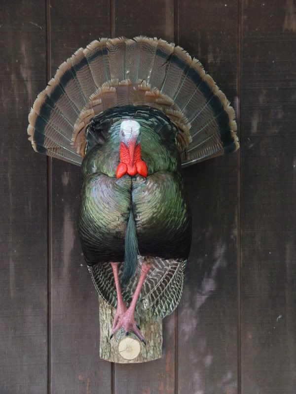 Full Strut turkey to hang on the wall? to the