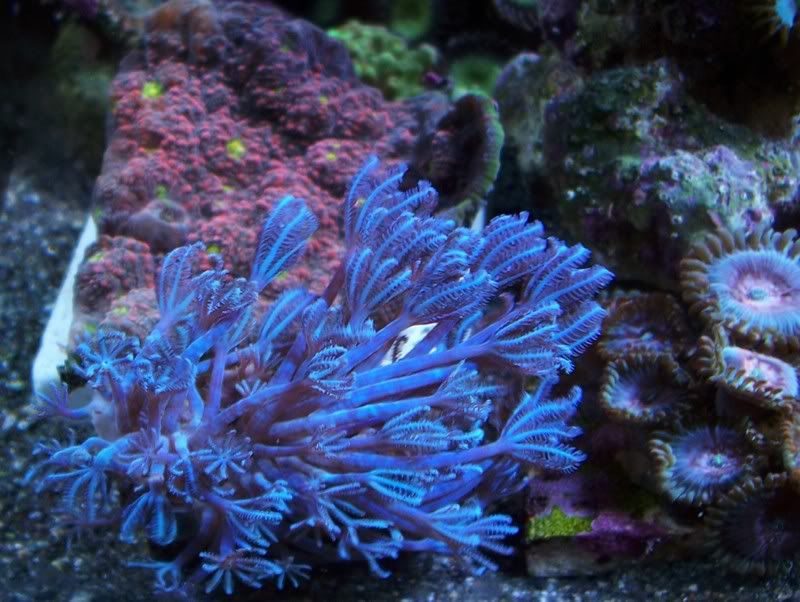 blue xenia coral