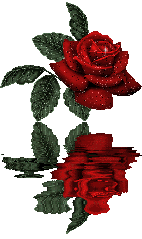 Rose Of Reflection 2