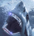 sharkblingsx1.gif