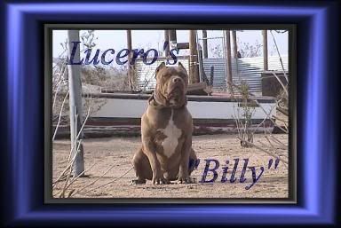 joe lucero bandog