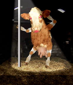 Cow - Pole Dancing
