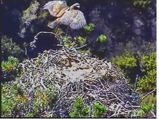 Santa Cruz eaglet