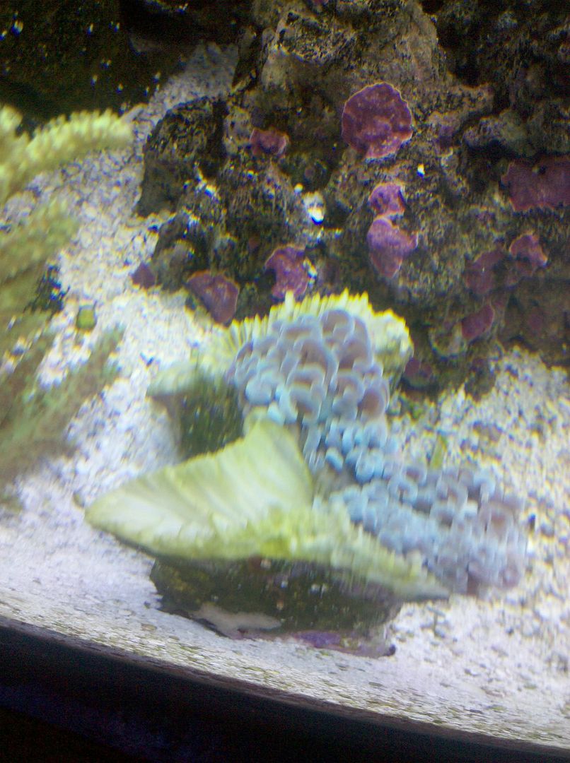 Hammer Coral Dying