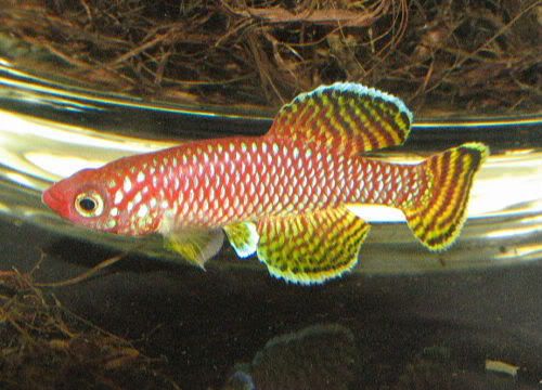 Yellow Killifish