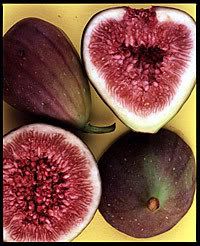 fig Pictures, Images and Photos