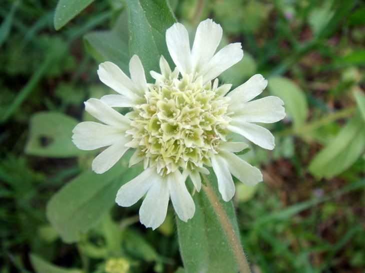 Цветы моим подругам! :) Photobucket