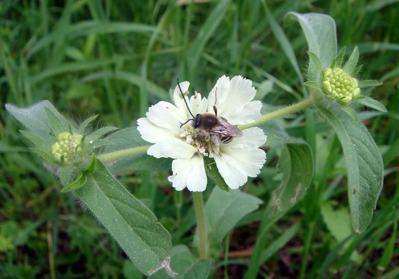 Цветы моим подругам! :) Photobucket