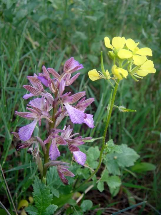 Цветы моим подругам! :) Photobucket