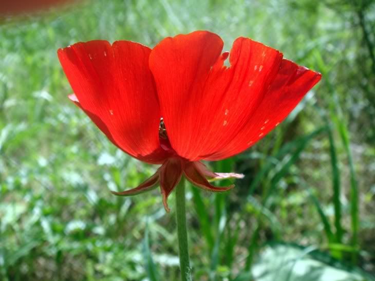 Цветы моим подругам! :) Photobucket