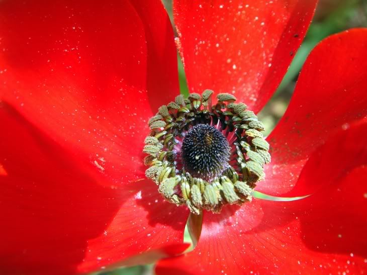 Цветы моим подругам! :) Photobucket