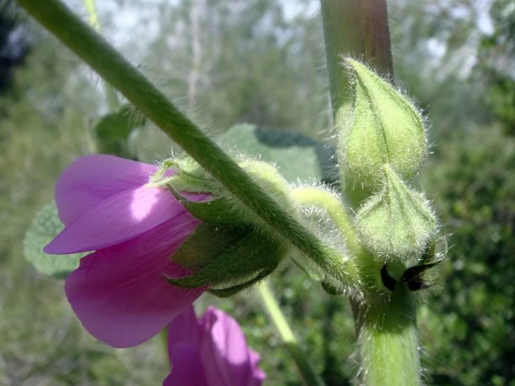 Цветы моим подругам! :) Photobucket