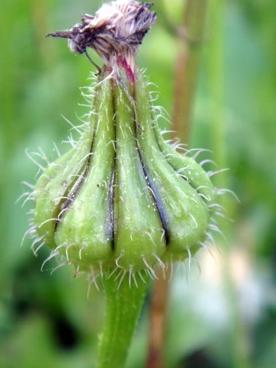 Цветы моим подругам! :) Photobucket