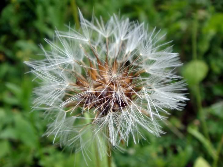 Цветы моим подругам! :) Photobucket