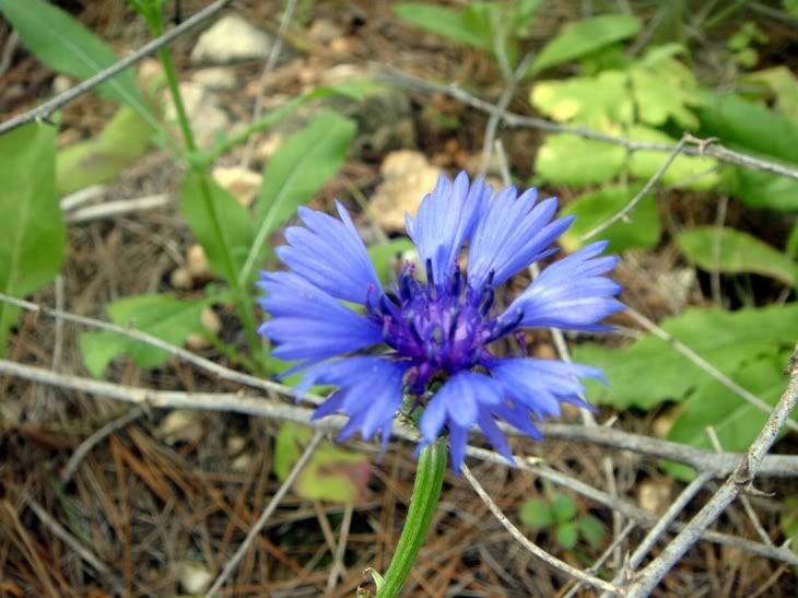 Цветы моим подругам! :) Photobucket