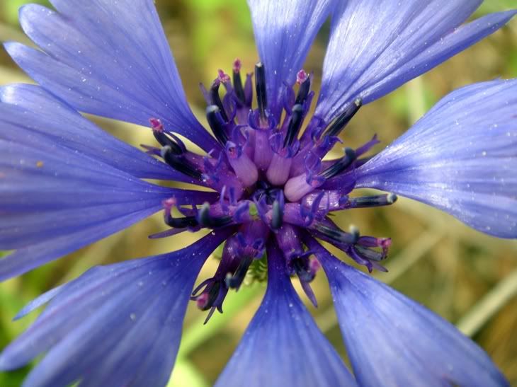 Цветы моим подругам! :) Photobucket