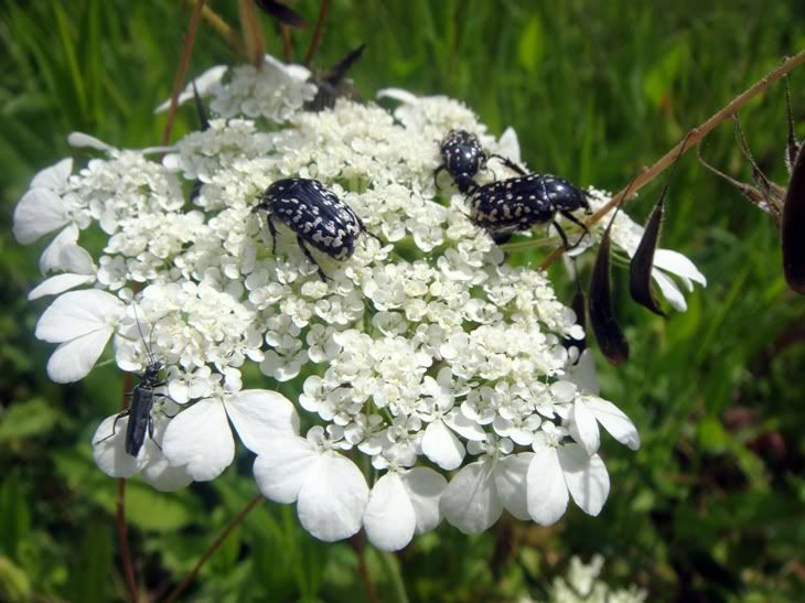 Цветы моим подругам! :) Photobucket