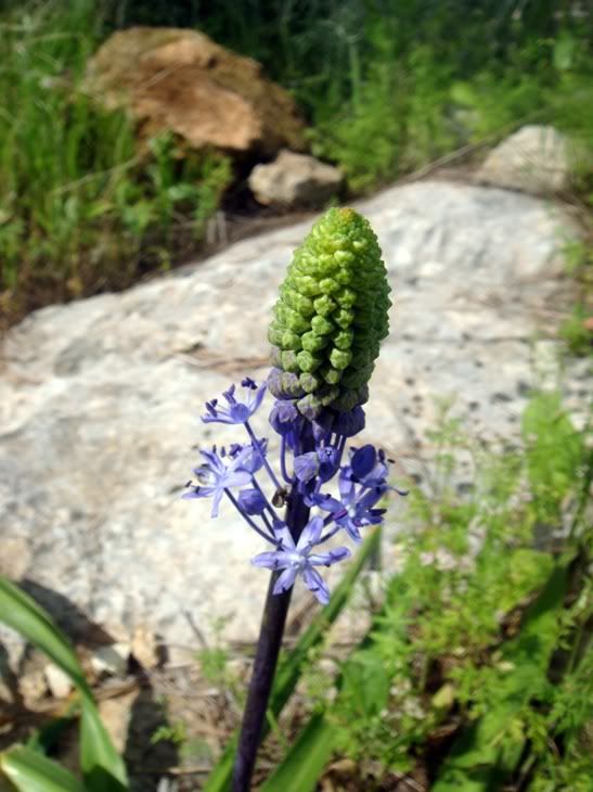 Цветы моим подругам! :) Photobucket