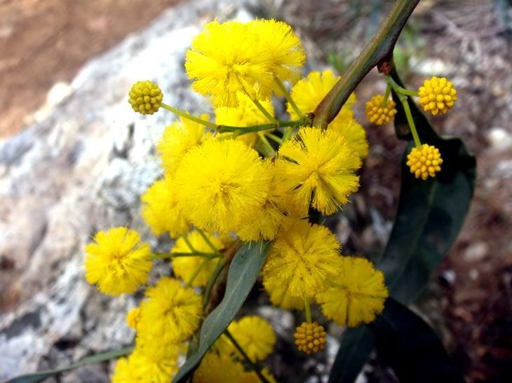 Цветы моим подругам! :) Photobucket