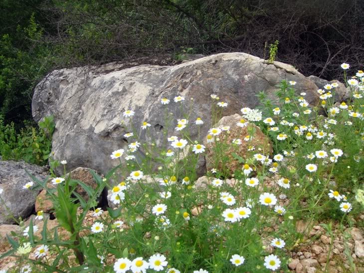 Цветы моим подругам! :) Photobucket