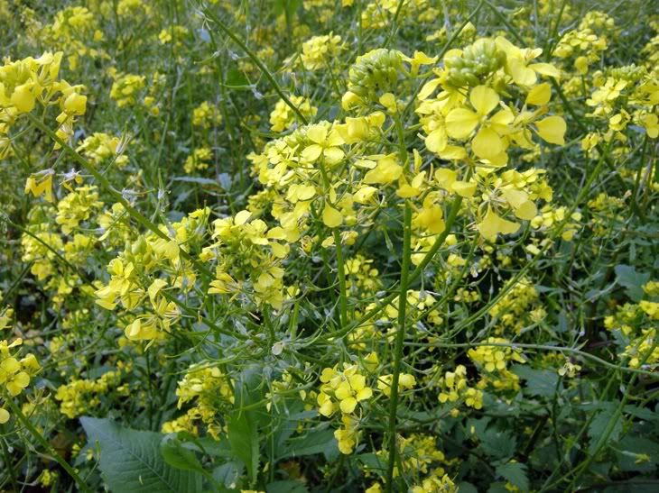 Цветы моим подругам! :) Photobucket