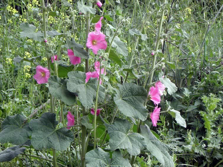 Цветы моим подругам! :) Photobucket